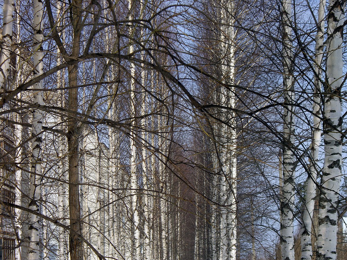 Память кировской области