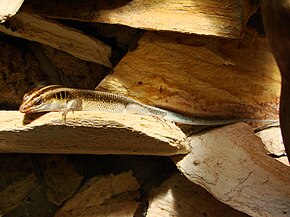 Mabuya quadricarinata (Wroclaw zoo) -2.JPG görüntüsünün açıklaması.