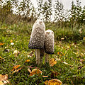 Magic mushroom (10597551903).jpg