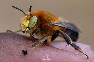 <i>Anthophora crotchii</i> Species of bee