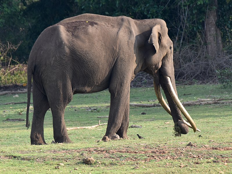 File:Male Elephant Tusker Myna Nagarhole Karnataka Apr22 D72 23725.jpg