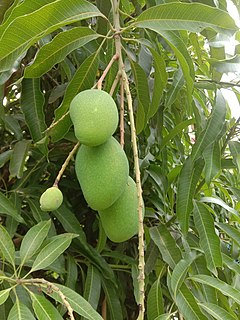 <i>Mangifera indica</i> Species of flowering plant in the cashew family Anacardiaceae