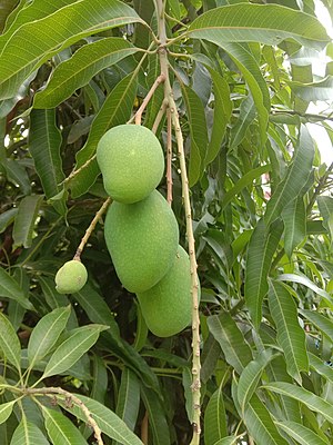 Mangoes (Magnifera indica) from India.jpg