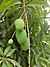 Mangoes (Magnifera indica) from India.jpg