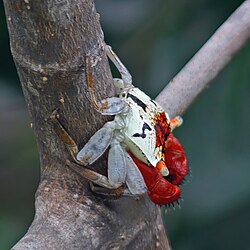 Mangrove tree crab (Aratus pacificus) Quepos.jpg