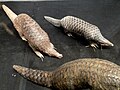 Manis pentadactyla - Kunming Natural History Museum of Zoology - DSC02469.JPG