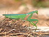 Sphodromantis viridis