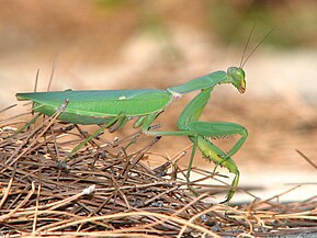 Mantis (front page 37,220)