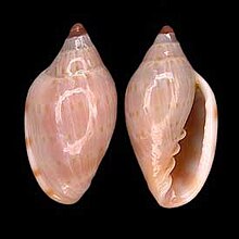 Marginella caterinae 001.jpg