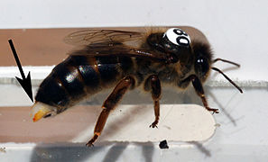 Marked bee queen.jpg