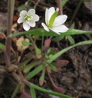 <i>Meconella</i> Genus of flowering plants in the poppy family Papaveraceae