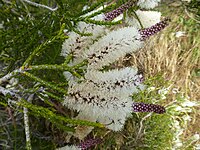 Melaleuca huegelii