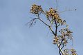 * Nomination Beads of a bead-tree (Melia azedarach). Adana - Turkey. --Zcebeci 08:07, 14 November 2016 (UTC) * Promotion The tree with its fruits is an interesting subject, and the quality is good enough for QI. -- Ikan Kekek 13:25, 14 November 2016 (UTC)