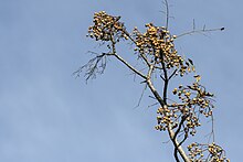 Melia azedarach, the host plant of L. meliae Melia azedarach - Bead-tree, Adana 2016-11-12 01-1.jpg