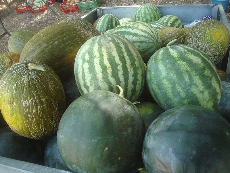 File:Melones piel de sapo y sandías negras y rayadas.jpg