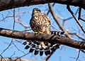* Nomination Merlin fanning its tail in Prospect Park --Rhododendrites 13:38, 15 January 2021 (UTC) * Promotion  Support Good quality. --Tesla Delacroix 15:06, 15 January 2021 (UTC)