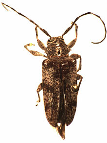 Metalamia obtusipennis