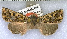 Meterana tetrachroa holotype.jpg