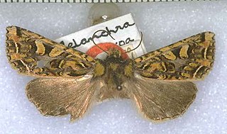 <i>Meterana tetrachroa</i> Species of moth