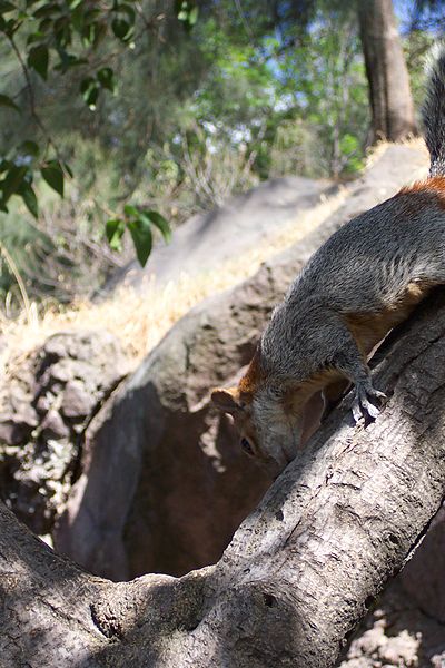 File:Mexicanredbelliedsquirrel2.jpg