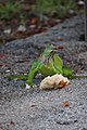 Miami Leguan isst Brot 2.jpg