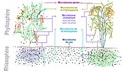 Vignette pour Microbiome