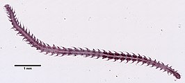 Microphthalmus aggregatus