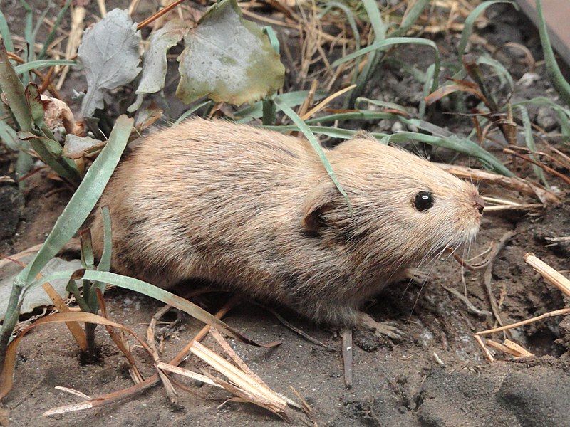 File:Microtus pennsylvanicus - Pacific Grove Museum of Natural History - DSC06654.JPG