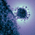 Момент прикрепления коронавируса к рецептору клетки: сцепка S-белка «короны» вируса и рецептора