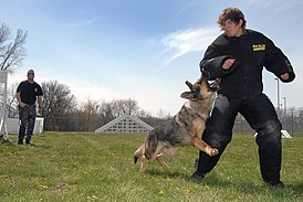 El entrenamiento de mordida es un perro de trabajo en el ejército de los EE. UU.