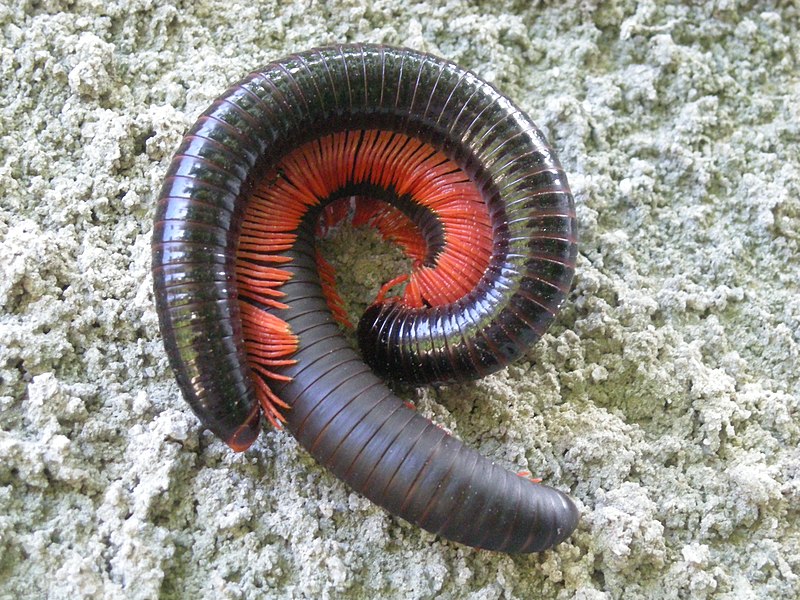 File:Millipede mating.JPG