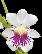 Miltoniopsis phalaenopsis