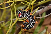 Mistletoe Moth Caterpillar in defence mode - Flickr - jeans Photos.jpg