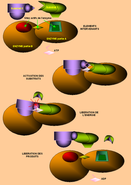 File:Modèle de l'activité d'une enzyme.PNG