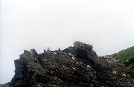 English: The Cliffs of Moher - The feral Bilberry goats Capra aegagrus hircus Polski: Klify Moher - zdziczałe kozy Capra aegagrus hircus