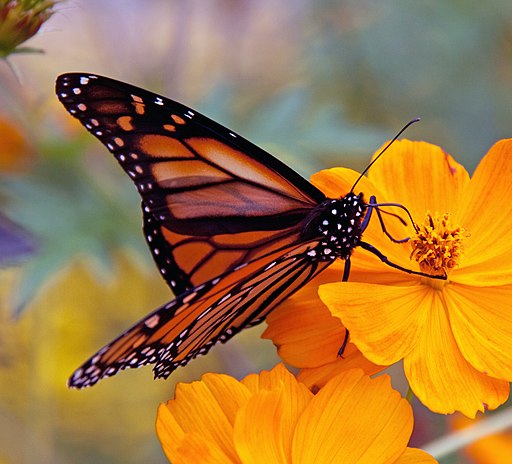 Monarch Butterfly (6235522618)