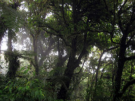 Nevelwoud in Reserva Biológica de Monteverde