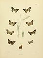 MooreThe Lepidoptera of CeylonPlate70.jpg