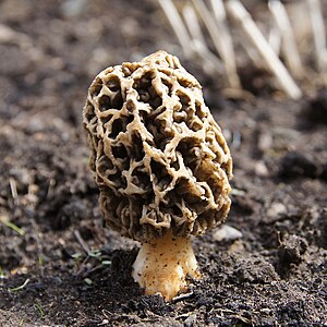 Morchella esculenta