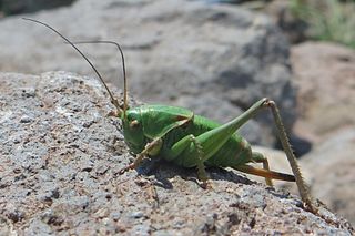 <i>Anabrus</i> Genus of cricket-like animals