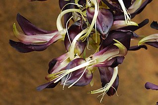 <i>Mucuna sanjappae</i> Species of legume