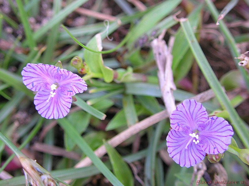 File:Murdannia striatipetala Faden - Flickr - lalithamba.jpg