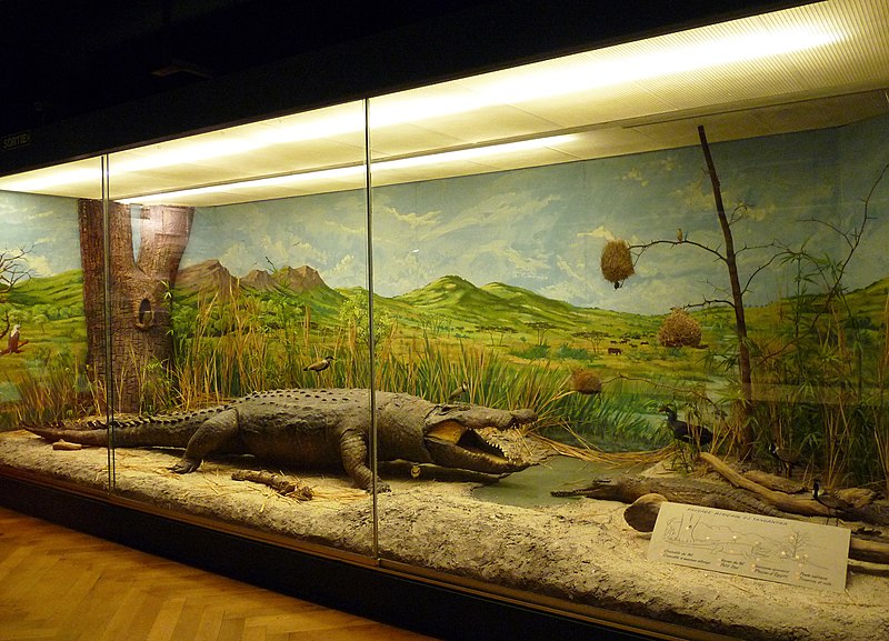File:Musée zoologique de Strasbourg-Paysage africain du Tanganyka (1).jpg