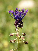   Muscari comosum