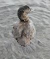 Musk-Duck-304.jpg