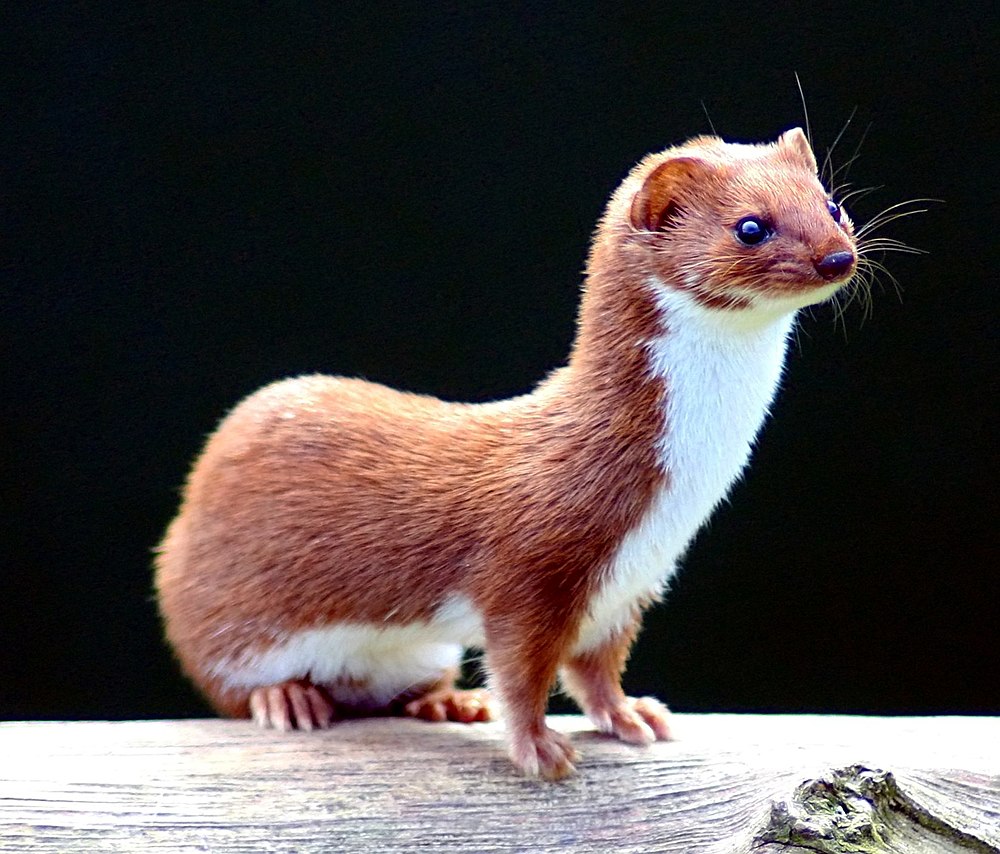 A Least weasel gets as old as 10 years