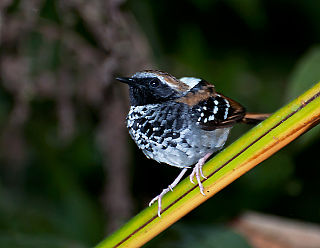 Squamate antbird Species of bird