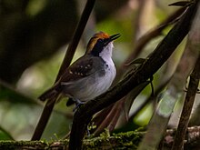 Myrmoborus leucophrys White-browed Antbird (female); Serra do Navio, Amapa, Brazil.jpg