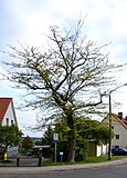 Lederhülsenbaum