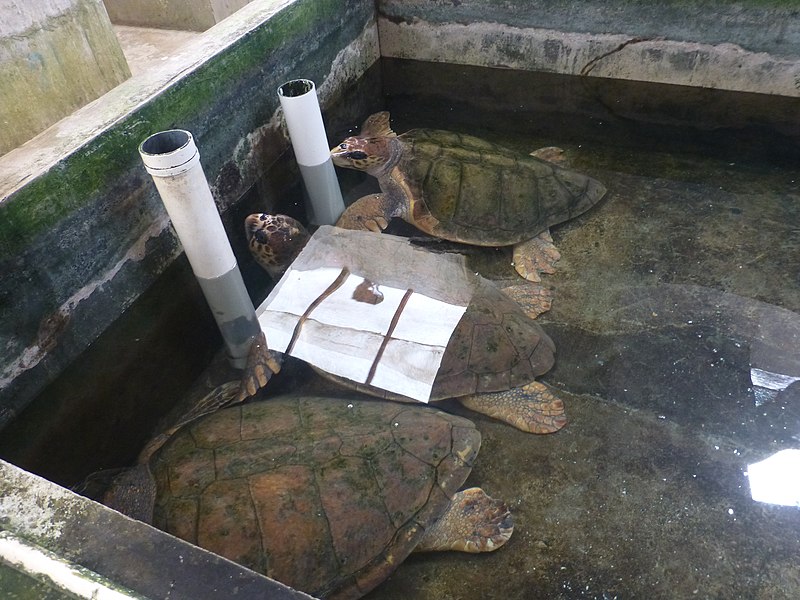 File:Naozhou - Sea Turtle City - P1570907 - indoor pools.jpg